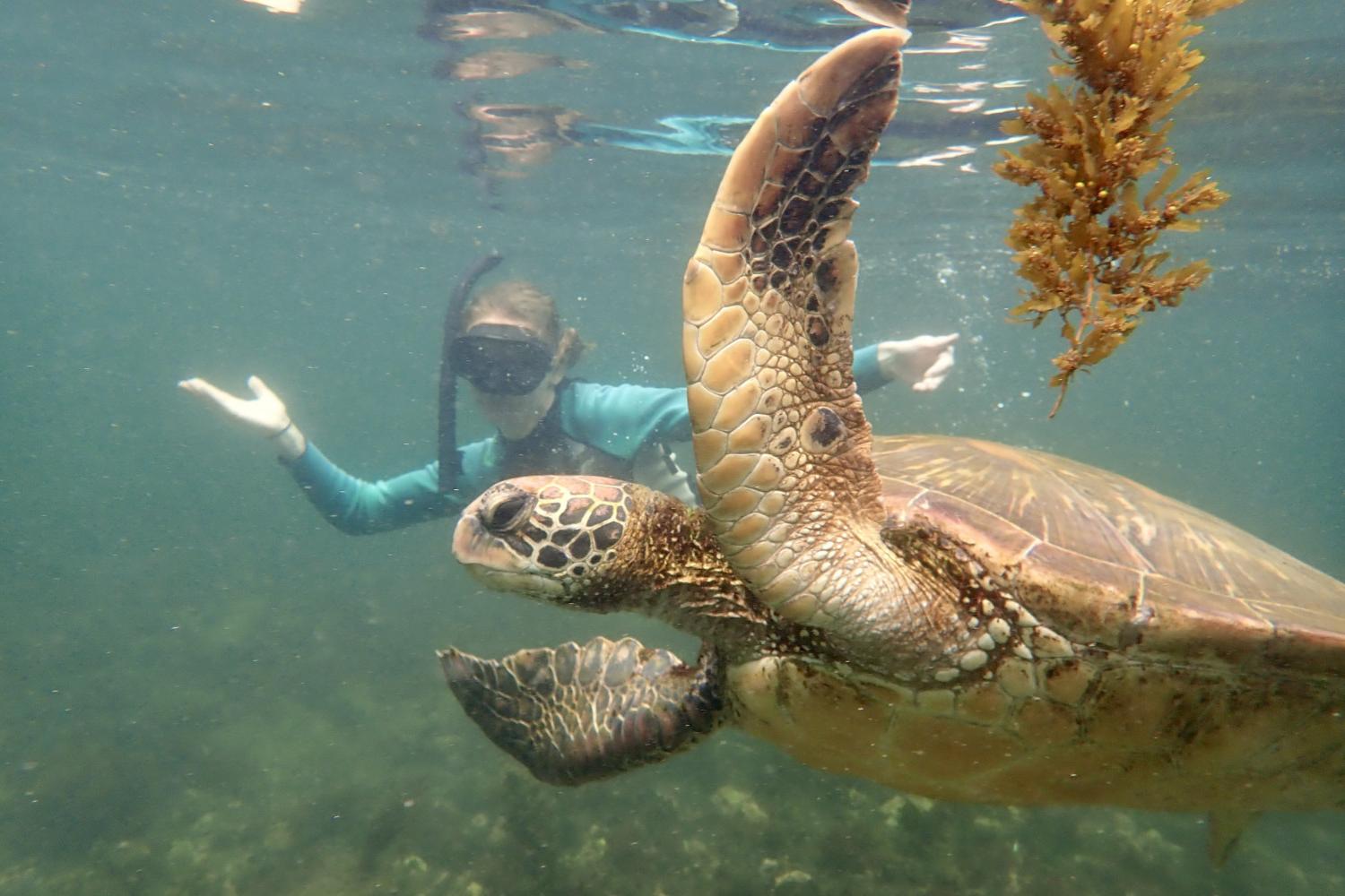 一名<a href='http://rklp.ngskmc-eis.net'>bv伟德ios下载</a>学生在Galápagos群岛游学途中与一只巨龟游泳.